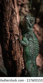 Lizard Looking into Camera