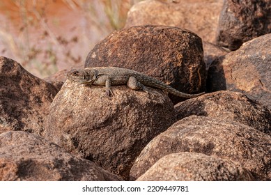 Lizard In Madagascar Nature Reserve