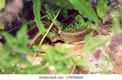 Lizard mating in the garden