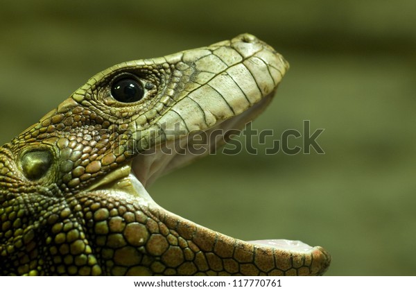 Lizard Mouth Open Stock Photo (Edit Now) 117770761