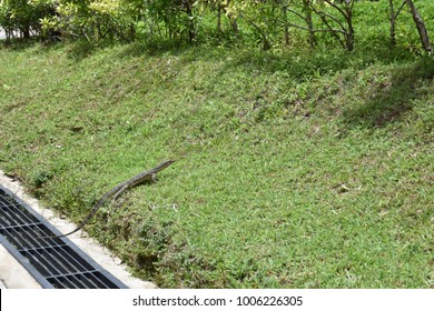 Lizard in nature