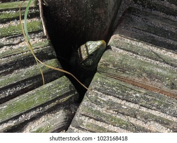Lizard in the nature