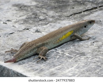 A lizard with a new tail growing