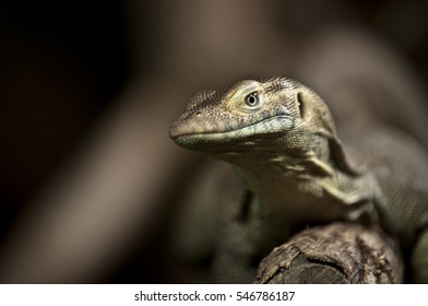 Lizard on branch