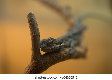 Lizard on the branch