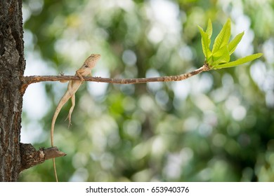Lizard on the branch