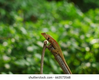 lizard on branch
