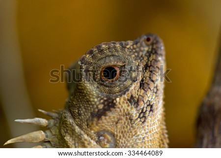 macro image of Bufo bufo head