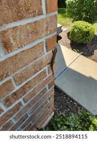 Lizard on a brick wall
