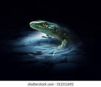 Lizard on the dark background