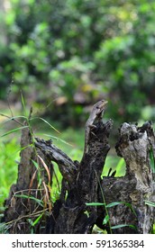 lizard on dead trunk of tree