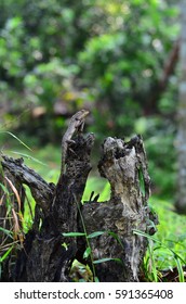 lizard on dead trunk of tree