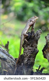 lizard on dead trunk of tree