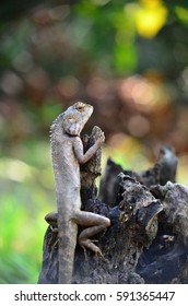lizard on dead trunk of tree