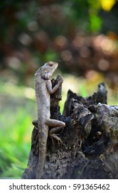 lizard on dead trunk of tree