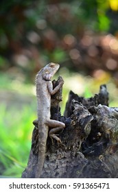 lizard on dead trunk of tree