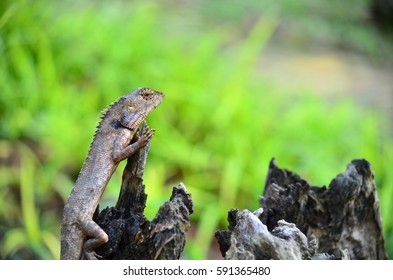 lizard on dead trunk of tree