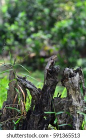 lizard on dead trunk of tree