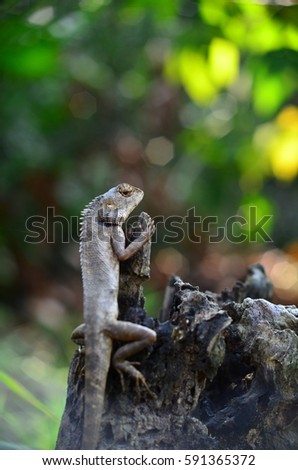 lizard on dead trunk of tree