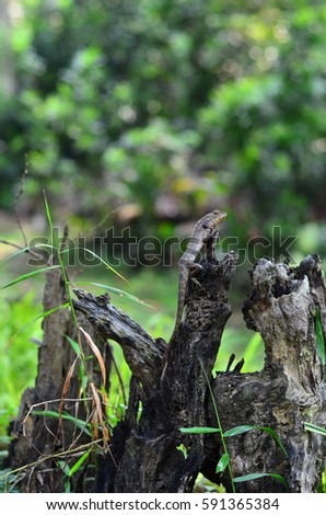 lizard on dead trunk of tree