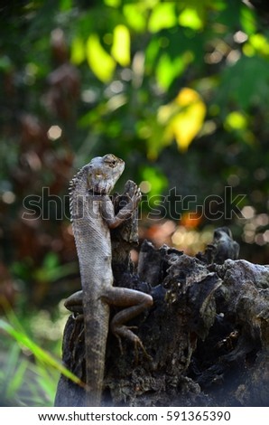 lizard on dead trunk of tree