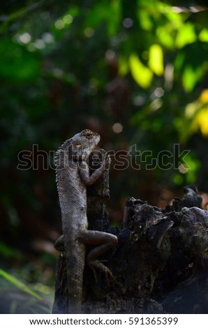 lizard on dead trunk of tree