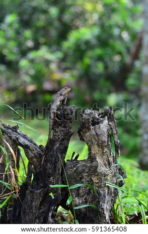 lizard on dead trunk of tree