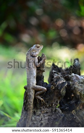 lizard on dead trunk of tree
