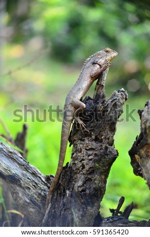 lizard on dead trunk of tree