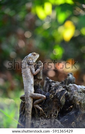 lizard on dead trunk of tree