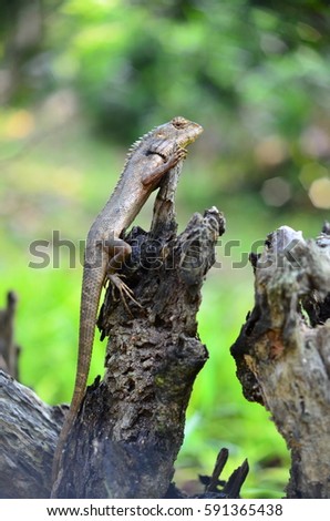 lizard on dead trunk of tree