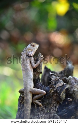 lizard on dead trunk of tree