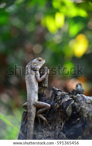 lizard on dead trunk of tree
