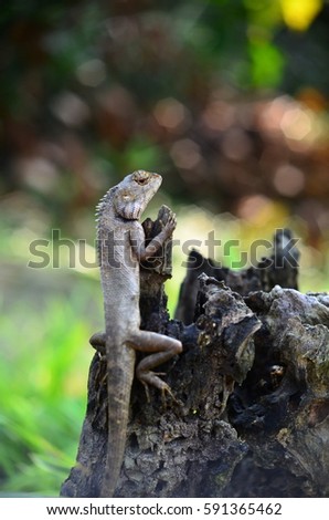 lizard on dead trunk of tree
