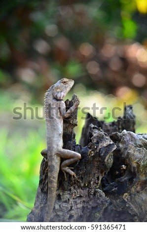 lizard on dead trunk of tree