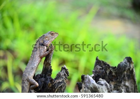 lizard on dead trunk of tree