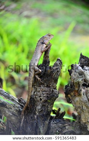 lizard on dead trunk of tree