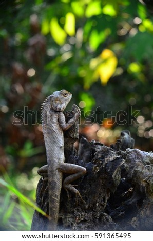 lizard on dead trunk of tree