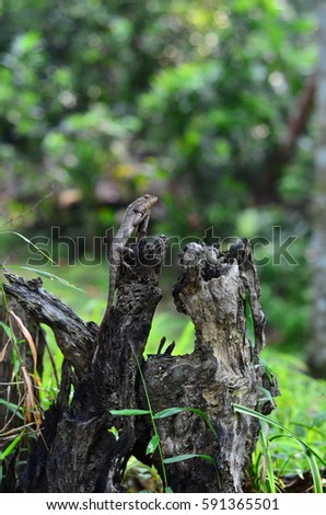 lizard on dead trunk of tree