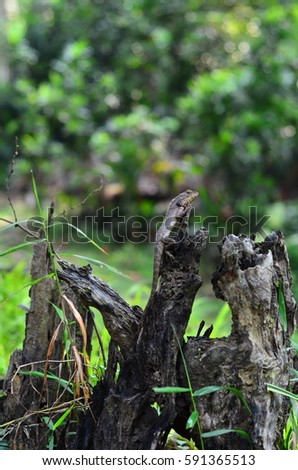 lizard on dead trunk of tree