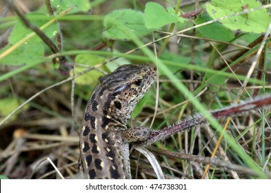 Lizard on the grass