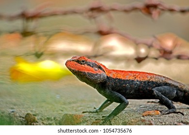 A lizard on ground