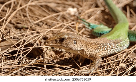 Lizard on the ground, in pine needles, at a county park in Fort Lauderdale, Florida, USA