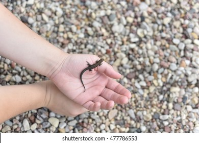 Lizard on the hand