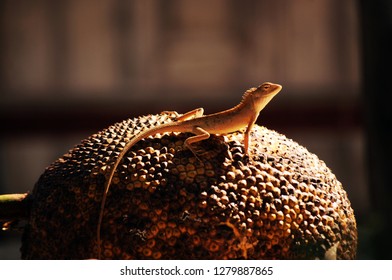 The lizard on a jackfruit.