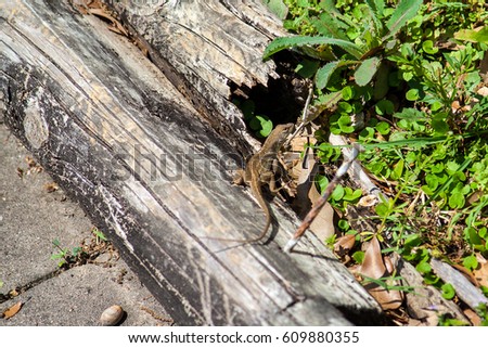 A lizard on a log