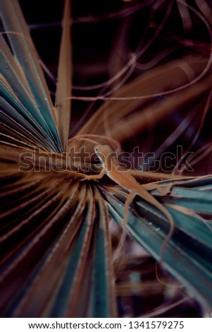 Similar – Image, Stock Photo abstract shapes with branches in nature