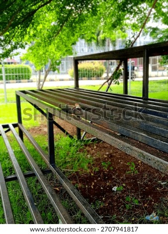 A lizard on a park bench