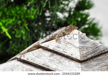 lizard on a Pole head
