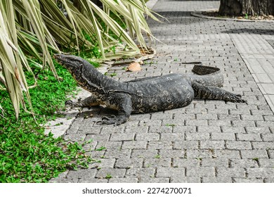 the lizard on the road  
